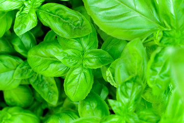 green Basil closeup background the cultivation of spices