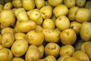 Fresh potatoes. Harvesting in the field. Close-up. Background. Texture.