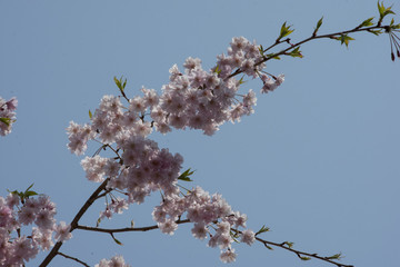 しだれ桜