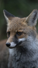 Foto della volpe nel parco della maremma