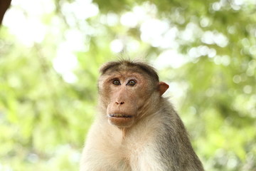 Monkeys in India