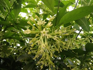 Tree of pinwheel or night queen white flowers with green leaves in the lawn