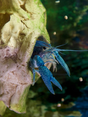 blue lobster on climbs out of driftwood