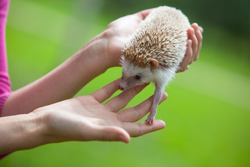 child plays with a little hedgehog in the park, hands closeup