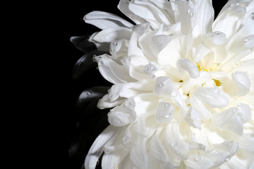 White chrysanthemum on a black background with water drops