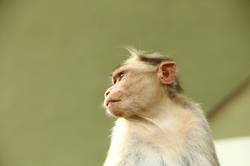 Monkeys in India