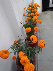 bouquet of yellow marigold flowers in the pot in the lawn