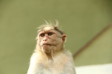Obraz premium Monkeys in India