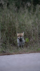 Foto della volpe nel parco della maremma