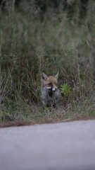 Foto della volpe nel parco della maremma