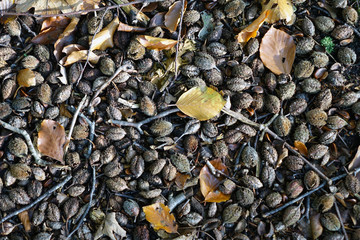 Netherlands. Autumn in The Hague