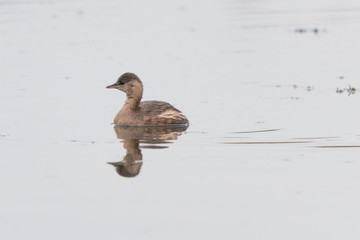 A little grebe in a lake