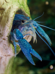 blue lobster on climbs out of driftwood