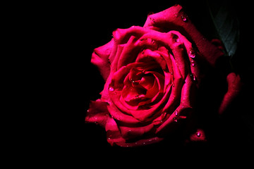 Red rose closeup on black background wallpaper