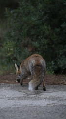 Foto della volpe nel parco della maremma