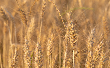 Field. Plant. Wheat. Gold. Nature. Sun