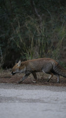 Foto della volpe nel parco della maremma