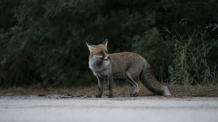 Foto della volpe nel parco della maremma