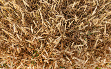 Field. Wheat. Gold. Plant. Top View. Sun
