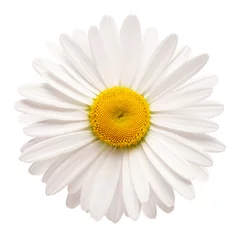 Zelfklevend Fotobehang Een witte margriet bloem geïsoleerd op een witte achtergrond. Plat lag, bovenaanzicht. Bloemmotief, object © Flower Studio