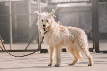 adorable mixed breed dog standing in an animal shelter