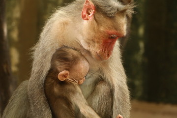 Monkeys in India