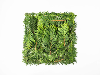 Flat lay creative natural layout square of thuja plants parts on white background. Copy space, top view