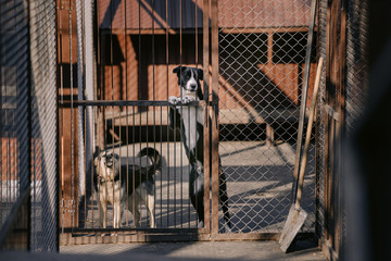two mixed breed dogs in an animal shelter