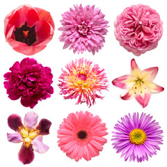 Collection pink flowers head of tulip, iris, dahlia, rose, daisy, lily, gerbera, chrysanthemum, aster, peony isolated on white background. Beautiful floral delicate composition. Flat lay, top view