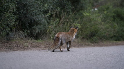 Foto della volpe nel parco della maremma