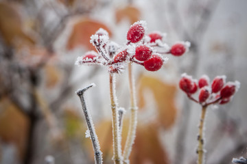 first frost, ice on berries in late autumn. berries in ice.