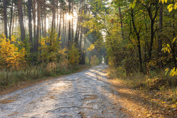 Morning autumnal landscape with sunbeam and back road through mixed forest in Sumskaya oblast, Ukraine