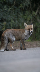 Foto della volpe nel parco della maremma