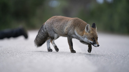 Foto della volpe nel parco della maremma