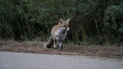 Foto della volpe nel parco della maremma