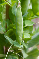 detail of the green pea beans on the organic garden plant