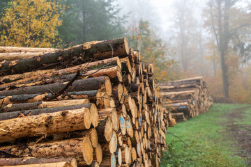 Holzstoß im Wald