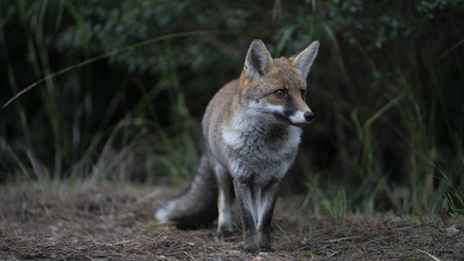 Foto della volpe nel parco della maremma
