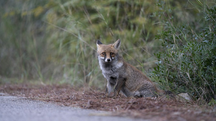 Scatti della volpe nel parco della maremma
