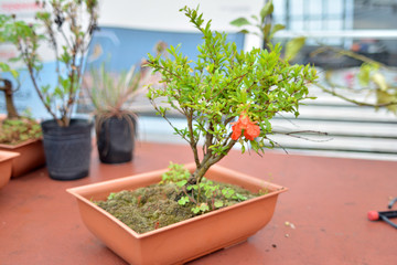 bonsai granada