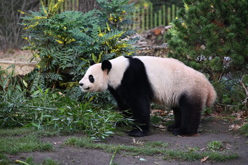 a giant panda walks in the forest
