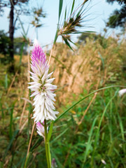 Unique flowers in forests 