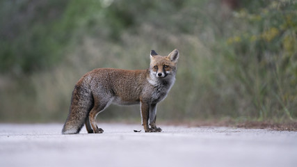 Scatti della volpe nel parco della maremma