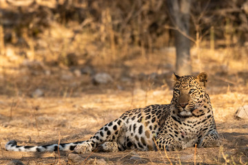 Indian leopard or panther or panthera pardus fusca with eye contact. Walking in early morning winter light at jhalana forest reserve or leopard reserve, jaipur, rajasthan, india