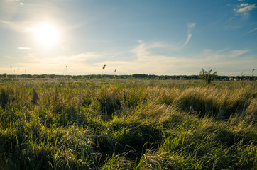 Sunny spring field. The sun is shining brightly. Green grass and blue sky.