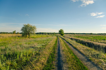 Fototapeta na wymiar Sunny road in countryside. Green field and blue sky.
