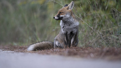Scatti della volpe nel parco della maremma