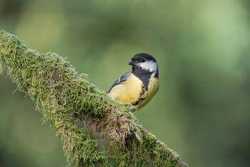 Fototapeta premium Great tit on branch (Parus major)