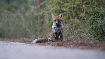 Scatti della volpe nel parco della maremma