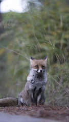 Scatti della volpe nel parco della maremma